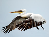 Fotografii Delta Dunarii, foto Delta Dunarii, pictures Danube Delta